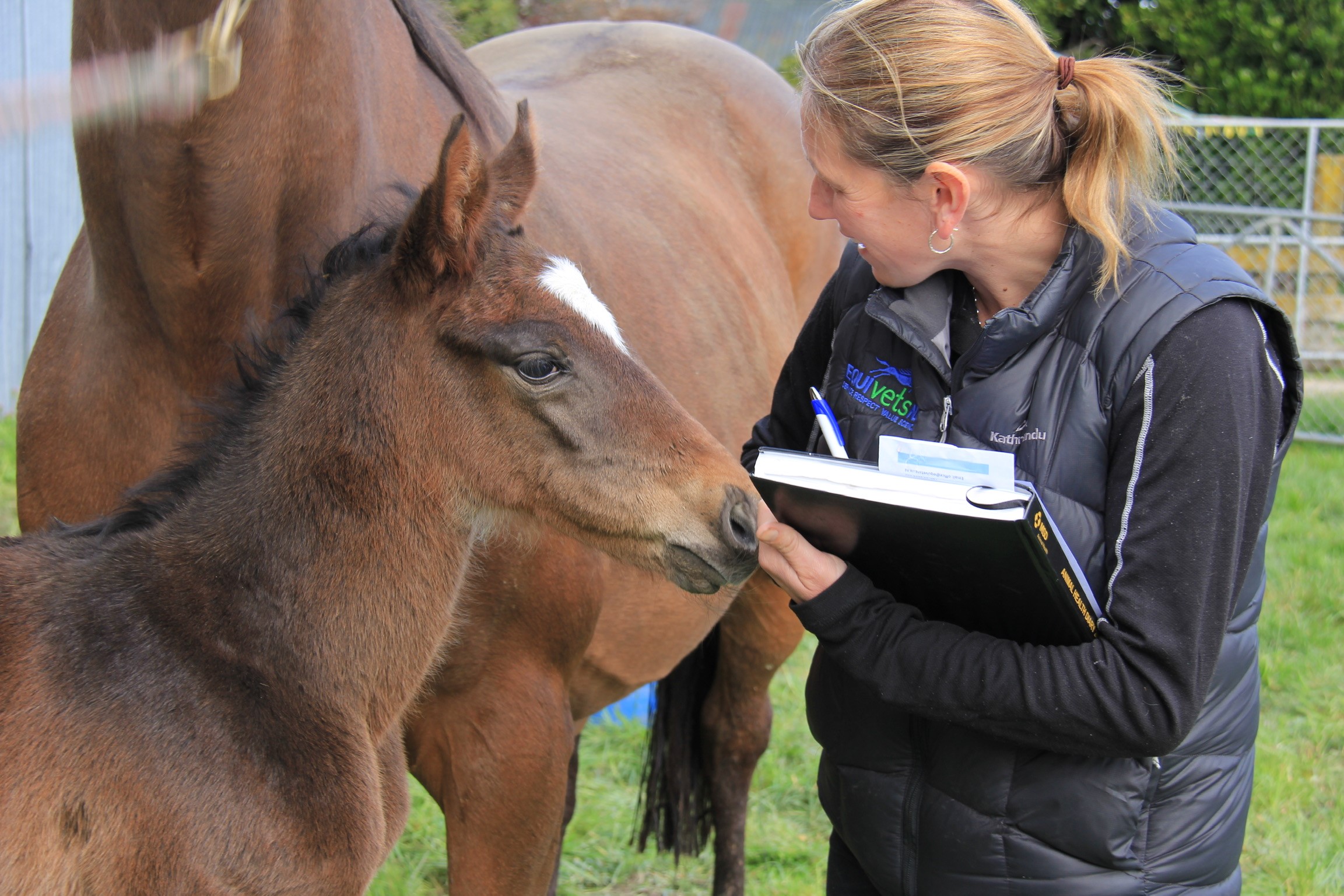 vet horse project image